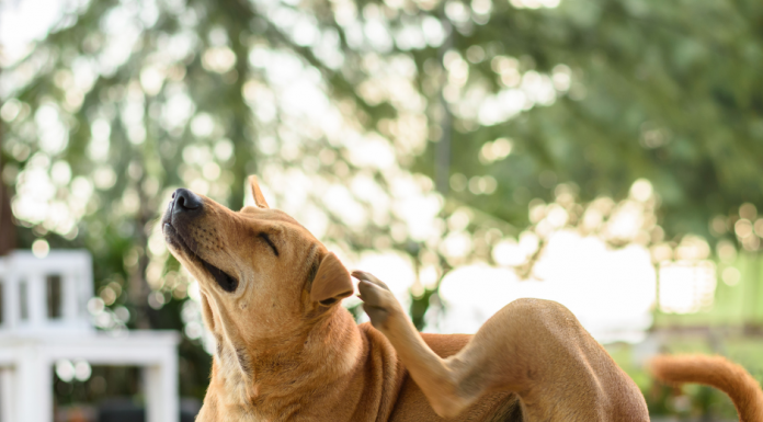 Zaščita pred zajedalci v zimskem času